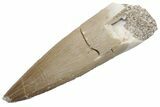 Fossil Plesiosaur (Zarafasaura) Tooth - Morocco #224426-1